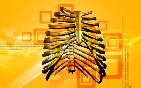 Digital illustration of  rib cage  in colour  background	の写真素材