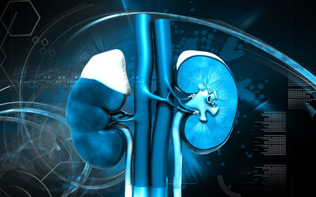 Digital illustration of  kidney in colour  background 	