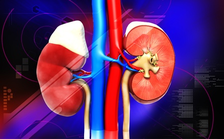 Kidney	Digital illustration of  kidney in colour  background 	の写真素材