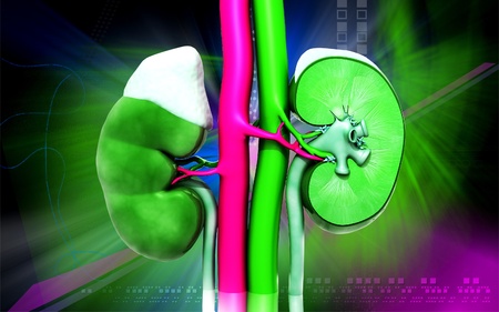 Digital illustration of  kidney in colour  background の写真素材