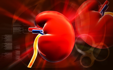 Digital illustration of  kidney in colour  background の写真素材