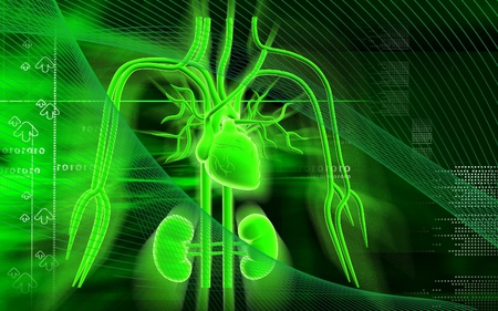 Digital illustration of  heart ,kidney and nerves in  colour  backgroundの写真素材