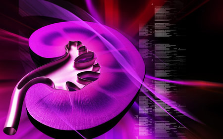 Kidney 	Digital illustration of kidney in colour background 	