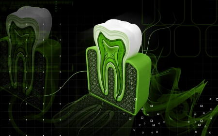 Digital illustration of  teeth cross section   in  colour  background	の写真素材
