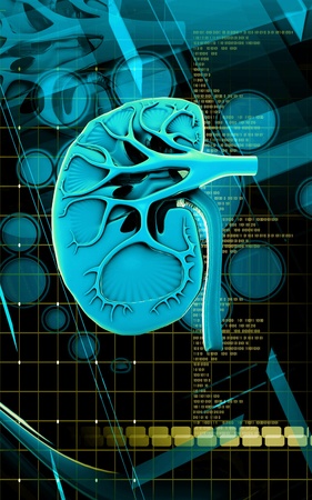 Digital illustration of kidney in colour background 	の写真素材