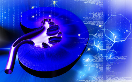 Digital illustration of  kidney in colour  background 	
