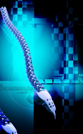 Digital illustration  of back bone in    colour background  	の写真素材