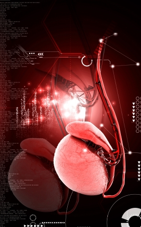 Digital illustration of  testicles in colour  background 	の写真素材
