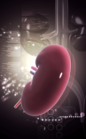 Digital illustration of  kidney in colour  background 	の写真素材