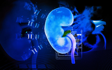 Digital illustration of  kidney in colour  background 	
