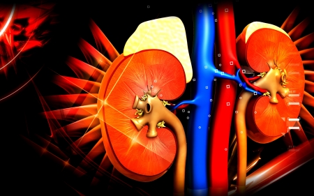 Digital illustration of  kidney in colour  background 	の写真素材