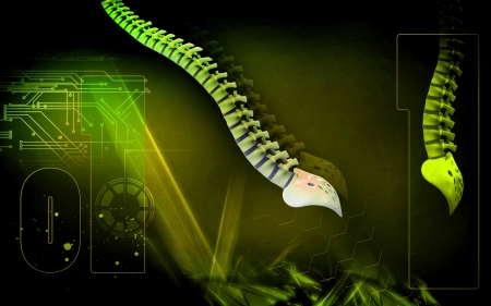 Digital illustration  of back bone in    colour background  	の写真素材