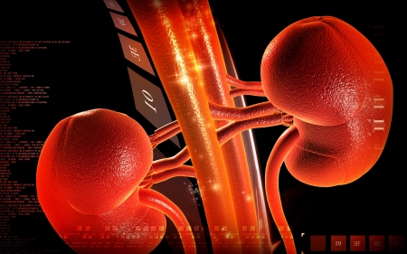 Digital illustration of  kidney in colour  background 	の写真素材