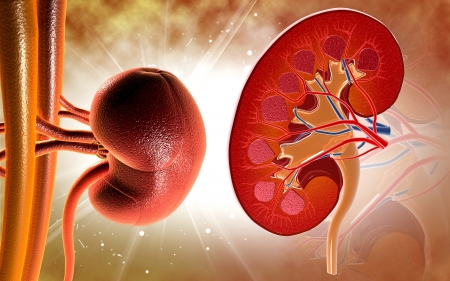 Digital illustration of kidney in colour background 	の写真素材