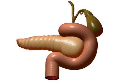 Digital illustration of pancreas  in colour background 	の写真素材