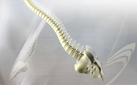 Digital illustration  of back bone in    colour background  	の写真素材