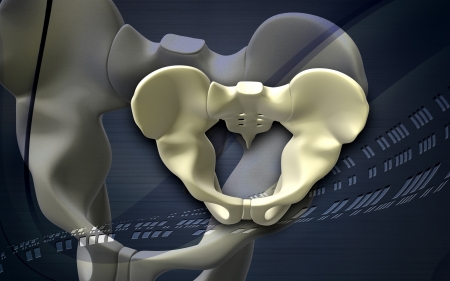 Digital illustration  of pelvic girdle in    colour background  	の写真素材