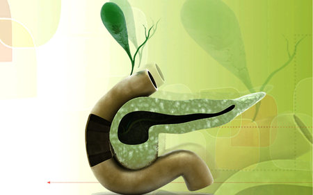 Digital illustration of pancreas  in colour background 	