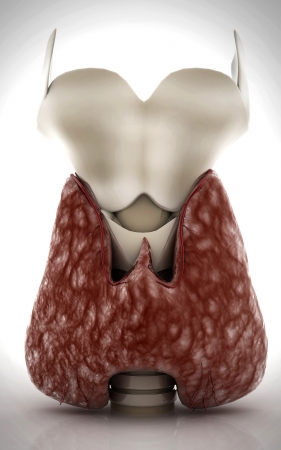 Digital illustration of  thyroid in colour  background 	の写真素材