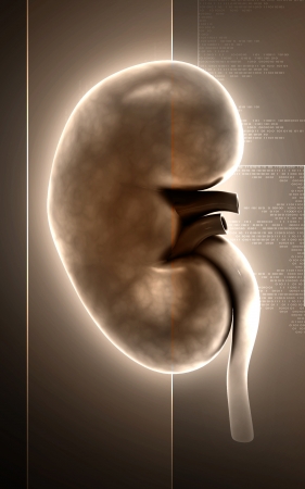 Digital illustration of kidney in colour background 	の写真素材