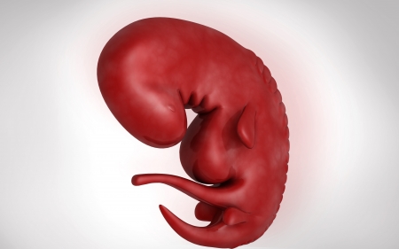 Digital illustration of Embryo  in colour background 	の写真素材