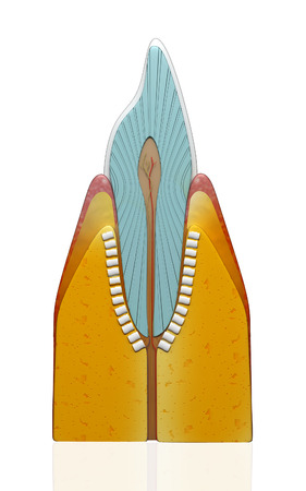 Digital illustration of  teeth cross section   in  colour  background	の写真素材