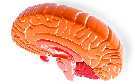 Digital illustration of  brain in colour  background 	の写真素材