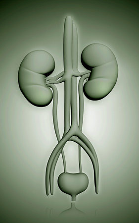 Digital illustration of  kidney in colour  background 	