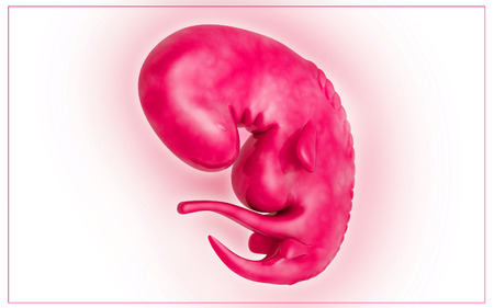 Digital illustration of Embryo  in colour background 	の写真素材