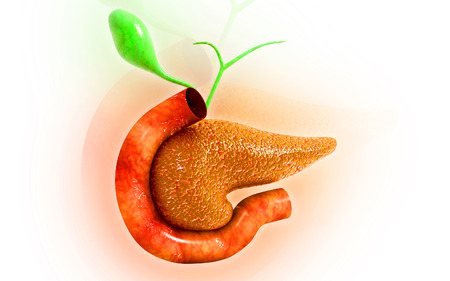 Digital illustration of pancreas  in colour の写真素材