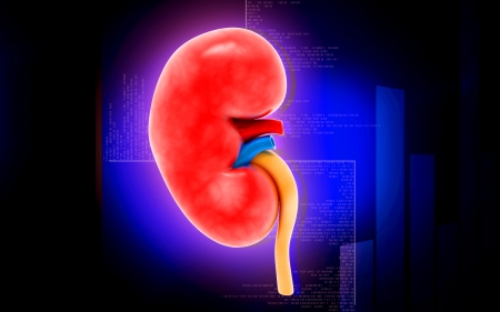 Digital illustration of  kidney in colour  background 	の写真素材