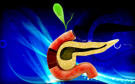 Digital illustration of pancreas  in colour 