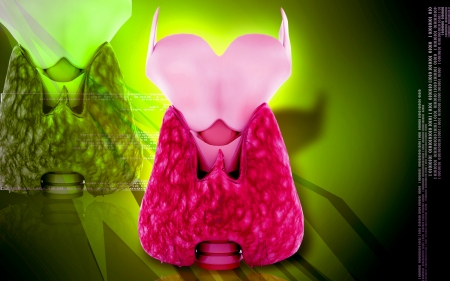 Digital illustration of  thyroid in colour  の写真素材