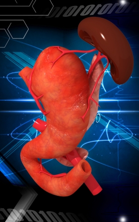 Digital illustration of  pancreas and spleen  in colour  background	の写真素材