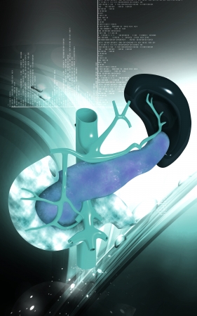 Digital illustration of  pancreas and spleen.の写真素材