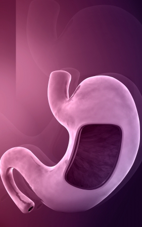 Digital illustration of  stomach.の写真素材