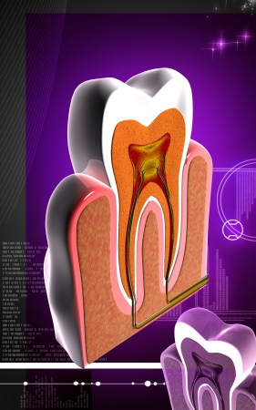 Digital illustration of  teeth cross section   in  colour  background	の写真素材