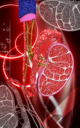 Digital illustration of  kidney in colour  background 	の写真素材