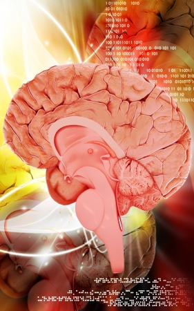Digital illustration of  brain in colour  background 	の写真素材