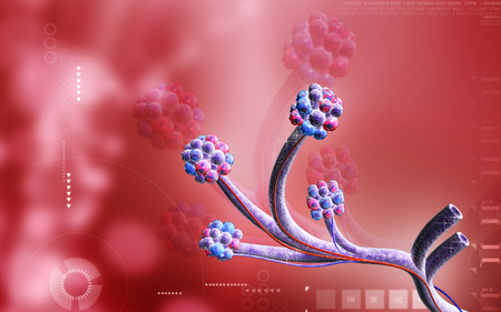 Digital illustration of  alveoli  in  colour  background	の写真素材