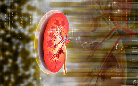 Digital illustration of  kidney in colour  backgroundの写真素材
