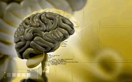 Digital illustration of  brain in colour  background