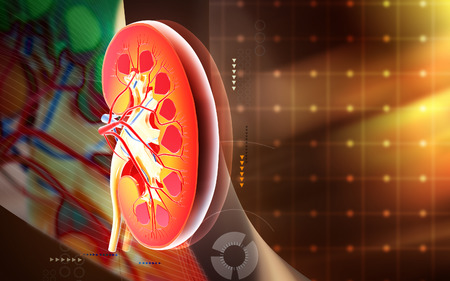 Digital illustration of kidney in colour backgroundの写真素材