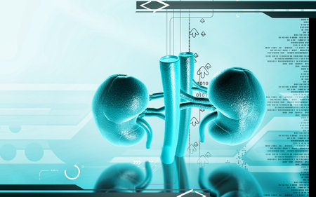 Digital illustration of  kidney in colour  background