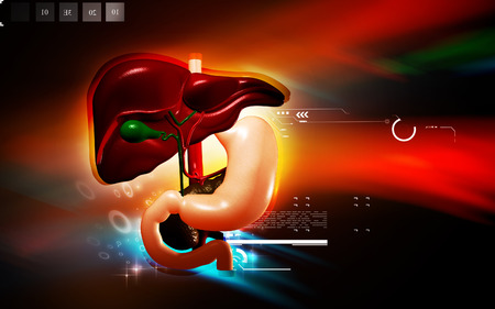 Digital illustration of  Liver and stomach in colour  backgroundの写真素材