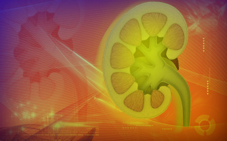 Digital illustration of  kidney in colour  background