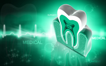 Digital illustration of  teeth cross section   in  colour  backgroundの写真素材