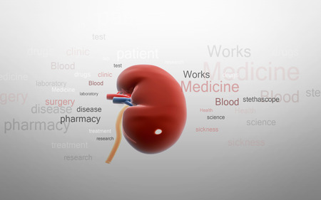 Digital illustration of  kidney in colour  backgroundの写真素材