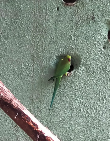A parrot is sitting on the wall and looking to the side
