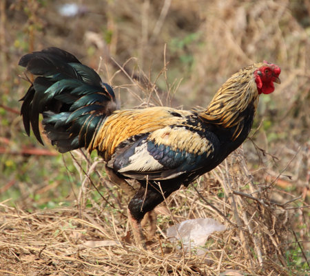 hen is walking and watching